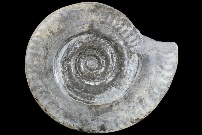 Jurassic Ammonite (Hildoceras) - England #85249